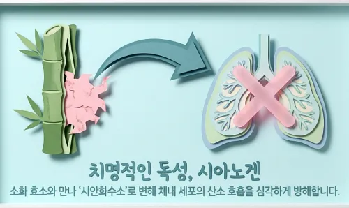 죽순-독성-시아노겐