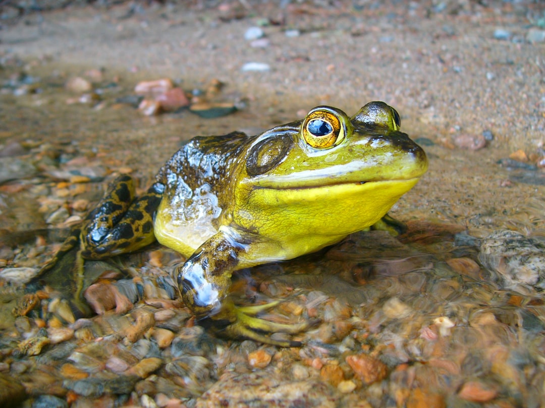 Frog