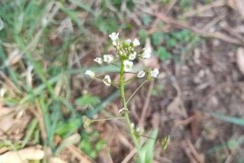 냉이재배-냉이꽃-피는시기-개화시기-꽃말-종자채종