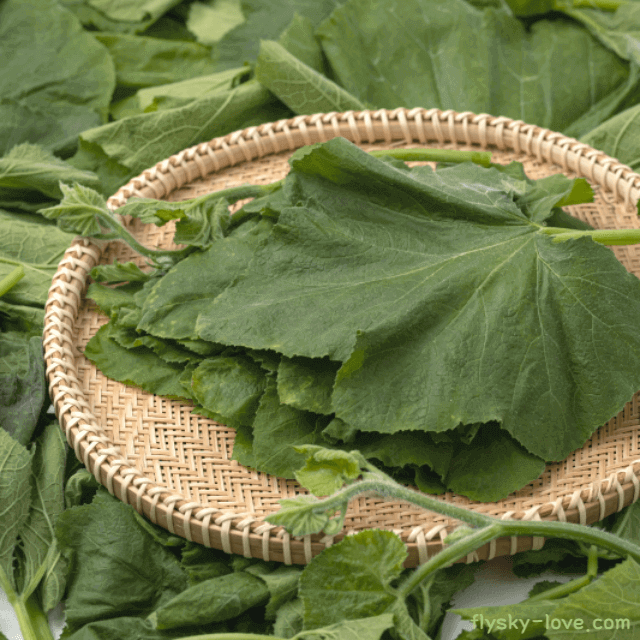 호박잎 효능