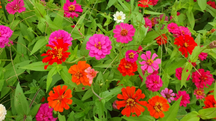 자라섬 꽃 페스타