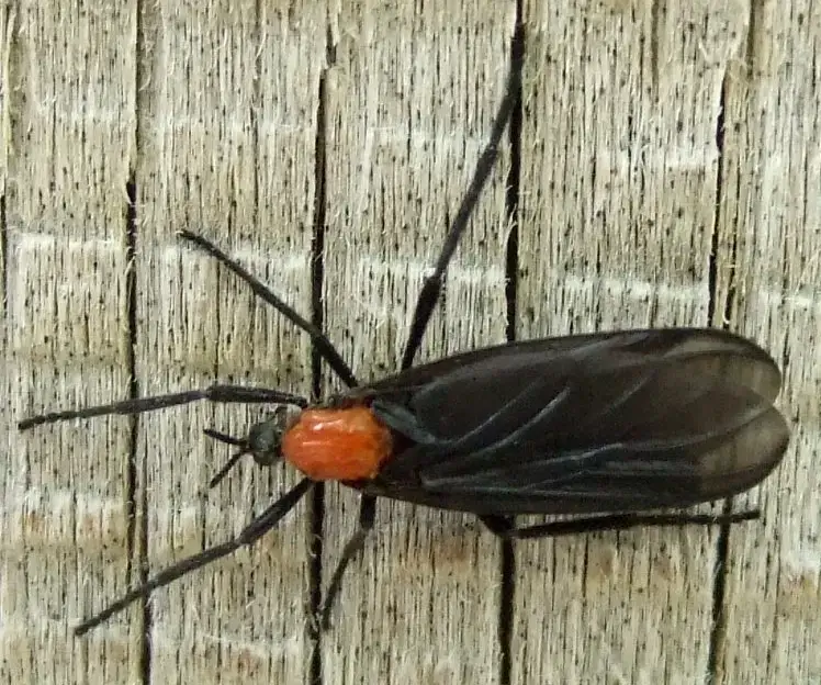 러브버그 퇴치법