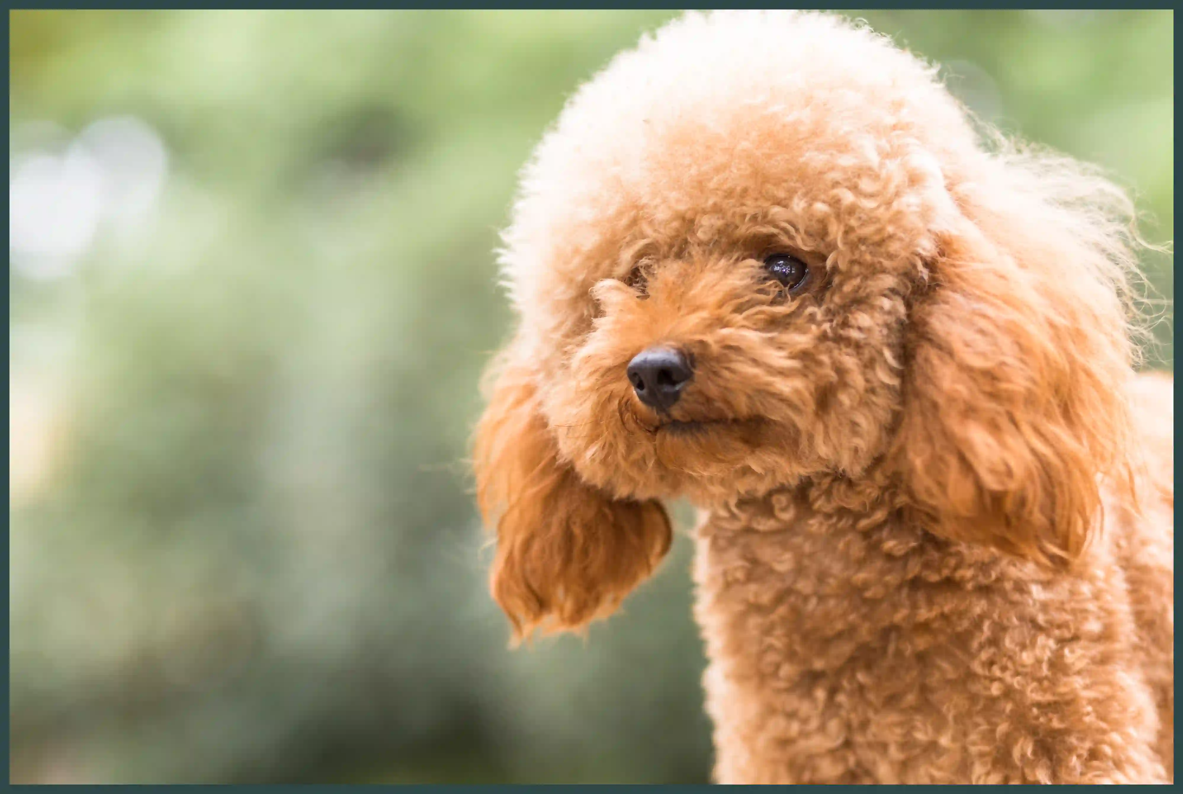 강아지 바나나 줘도 되나요? 급여 방법과 주의사항 