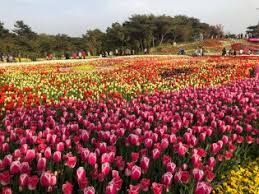 안면도꽃박람회