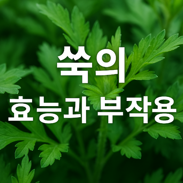 쑥의 효능과 효과 및 부작용 건강 약초 먹는 법