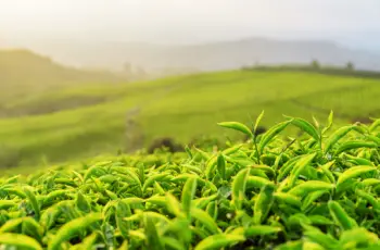 녹차 효능 및 영양성분, 가격