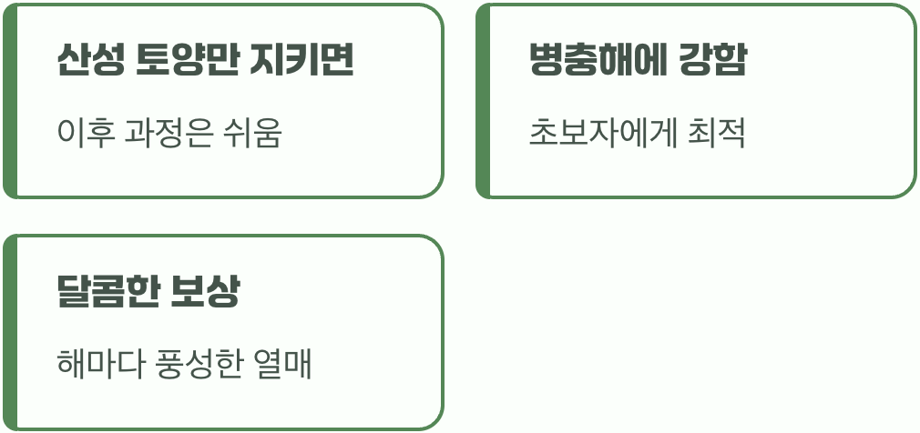 그래서, 블루베리 재배는 정말 어려울까?