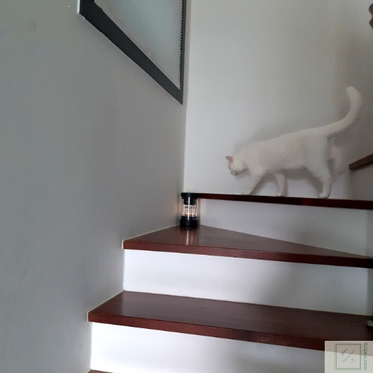 스피커에 고양이가 접근합니다.