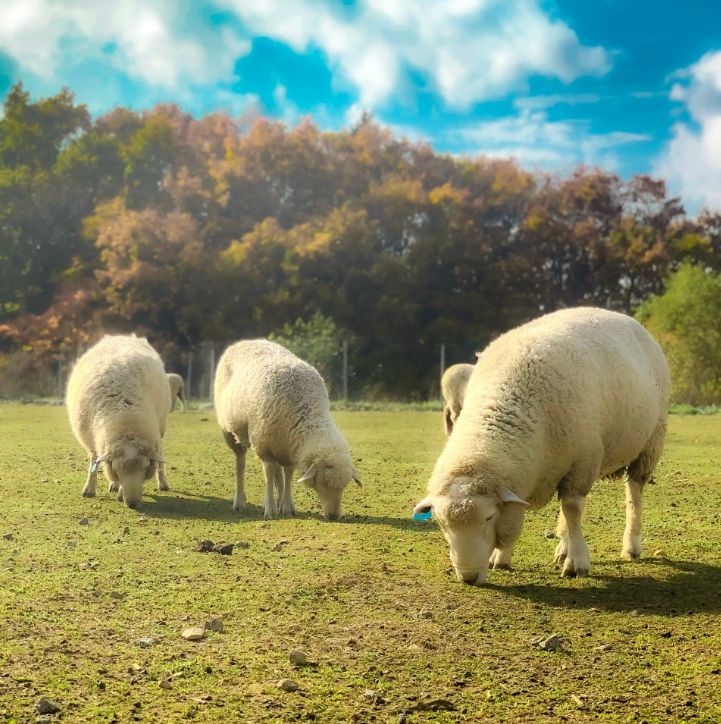 대관령 순수양떼목장