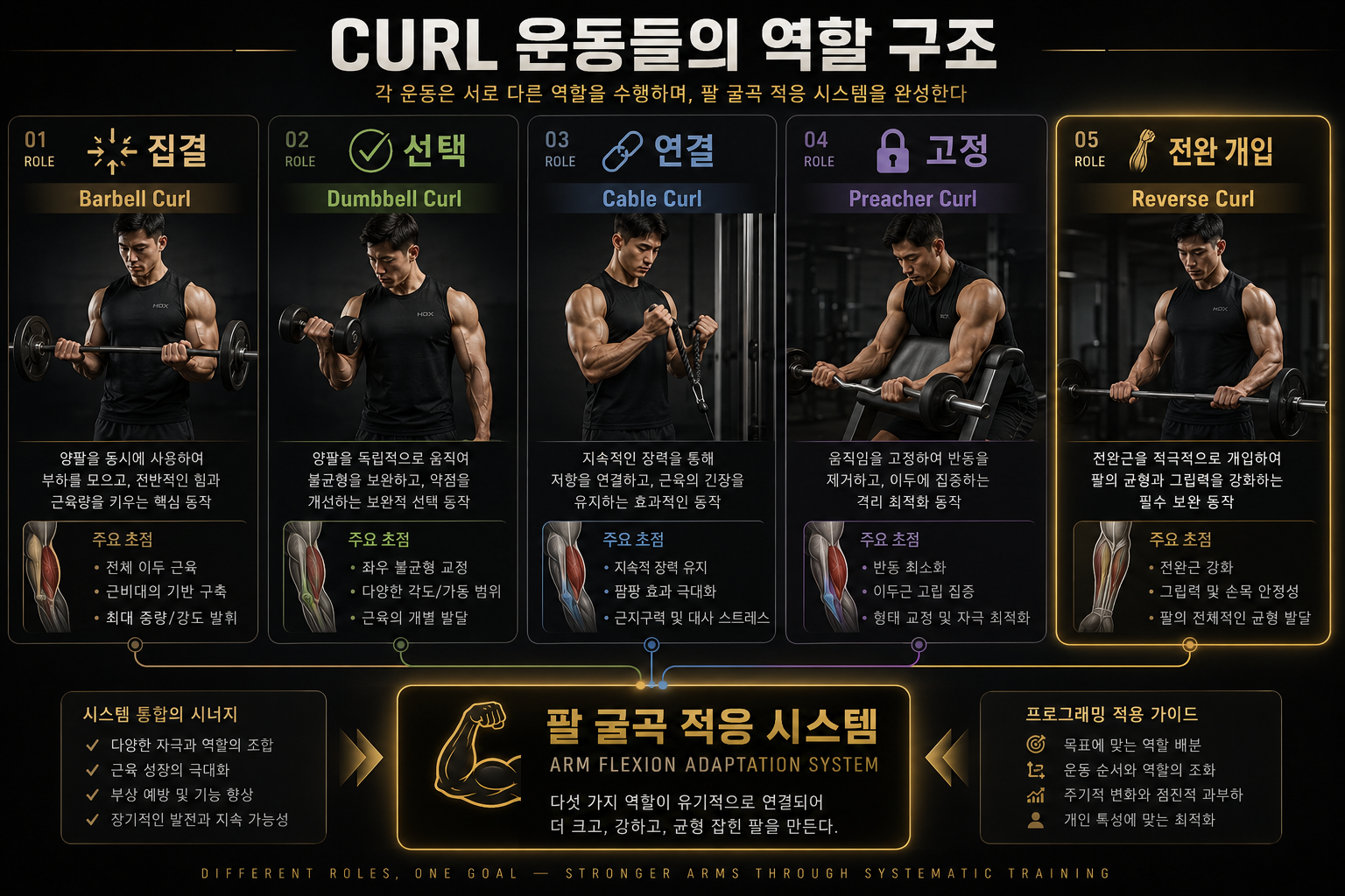 Curl 운동들의 역할 구조