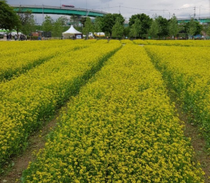 5월에 인기좋은 전국축제