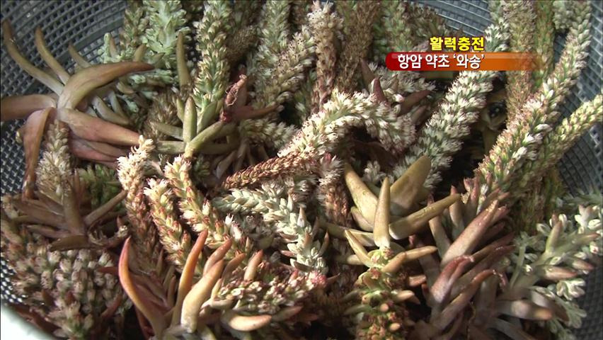 항암 약초 '와송'