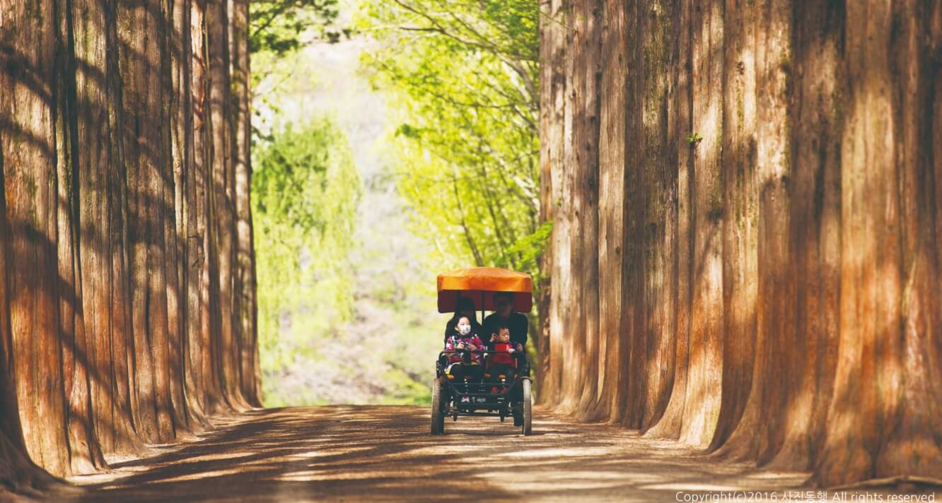 메타세콰이어길