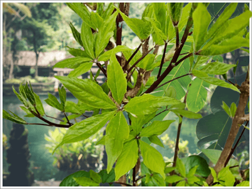 가시오가피 잎 data-ke-mobilestyle=