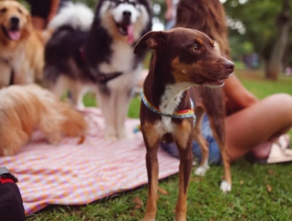 양평 용문산 산나물 축제