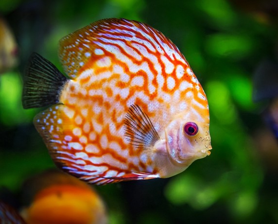 동양하루살이 천적, 물고기