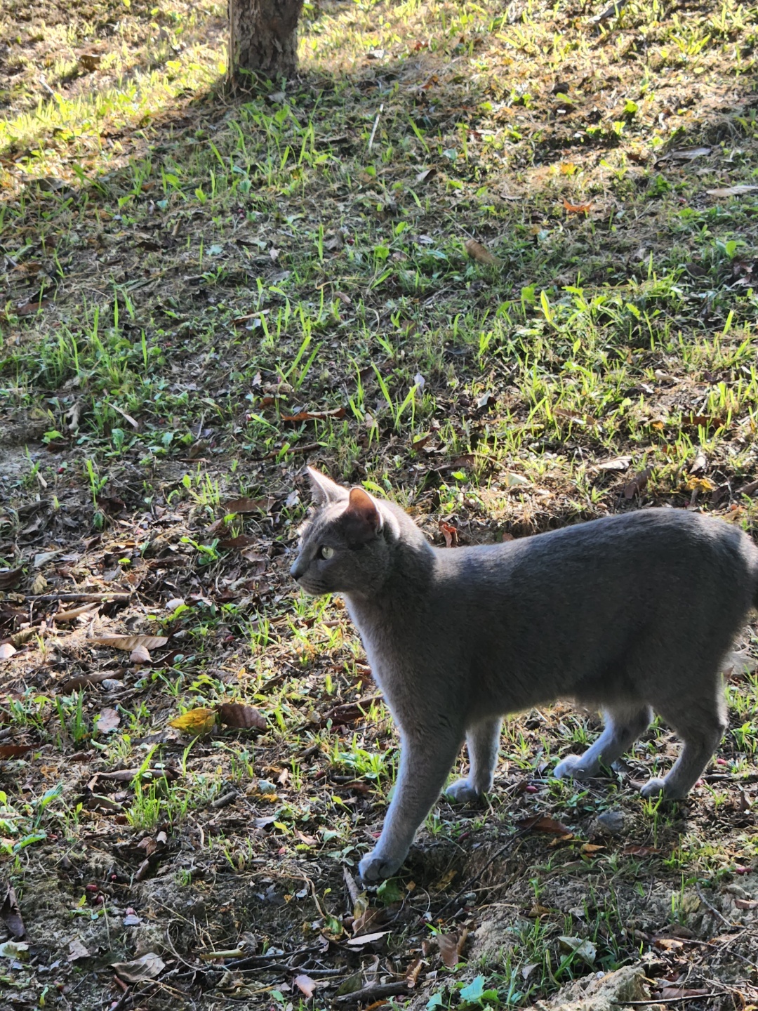 고양이 치명적인 식물