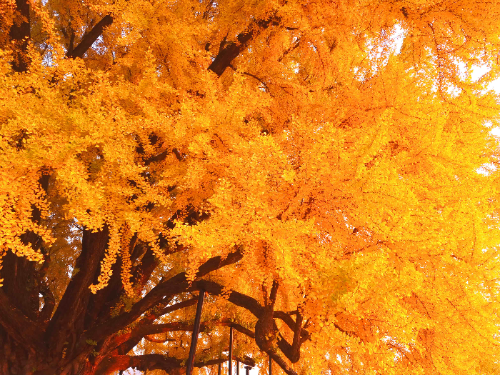 반계리 은행나무, 반계리 은행나무 주차장, 은행나무 단풍, 원주 반계리 은행나무 숲