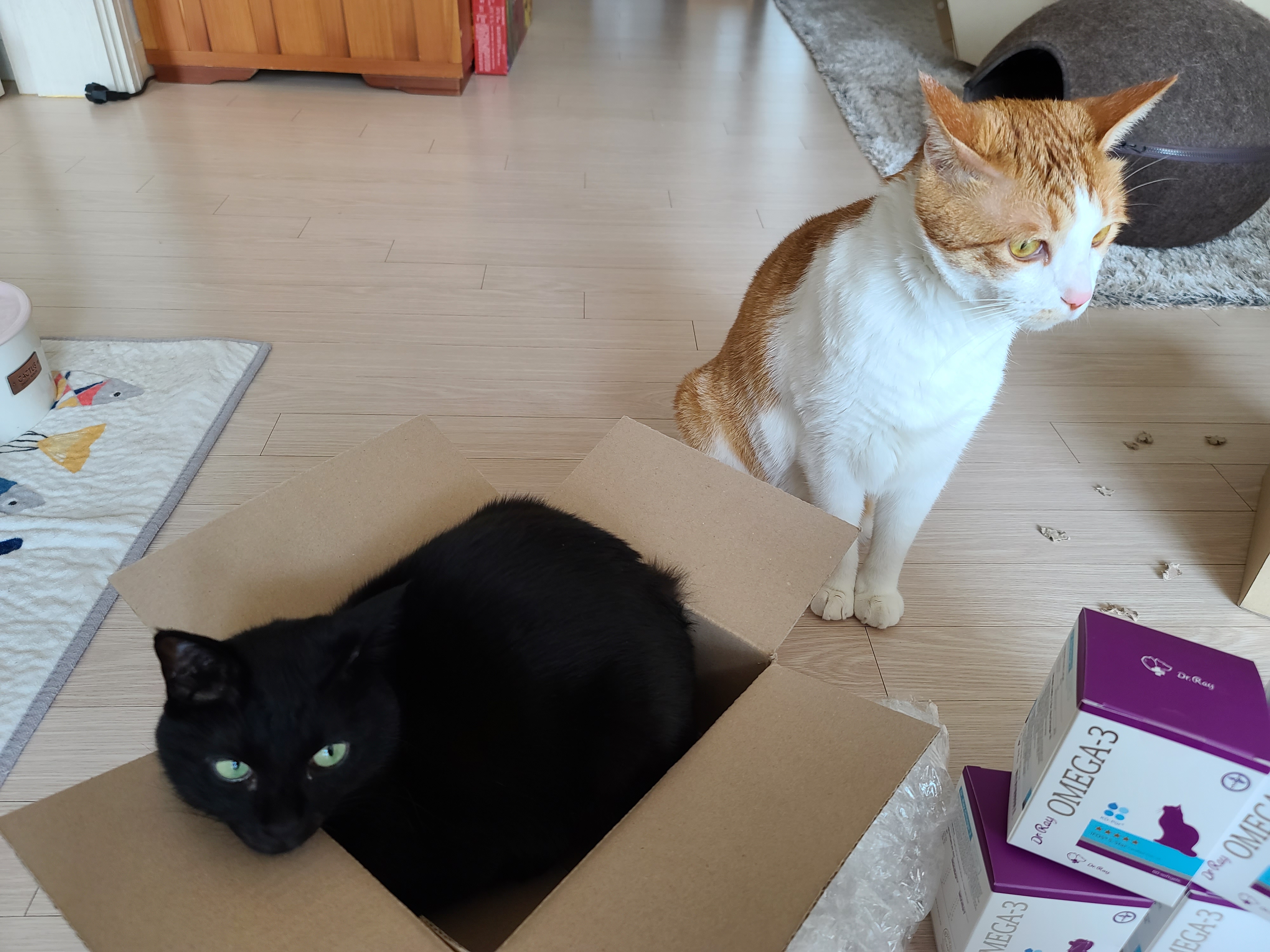 고양이 오메가3. 기다리고 기다리던 오메가3가 왔다. 그리고 고양이들의 최애 장난감 신상 박스도 딸려왔다.