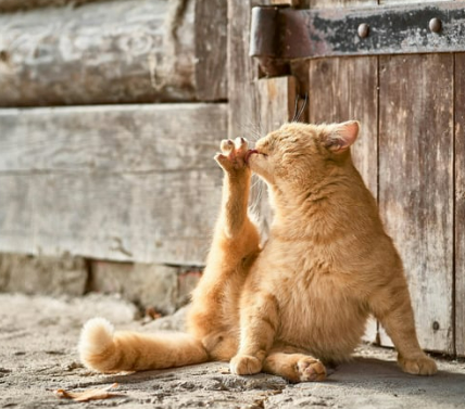 고양이가 털 핥는 이유, 단순한 습관일까? 오버 & 언더 그루밍의 위험 신호!