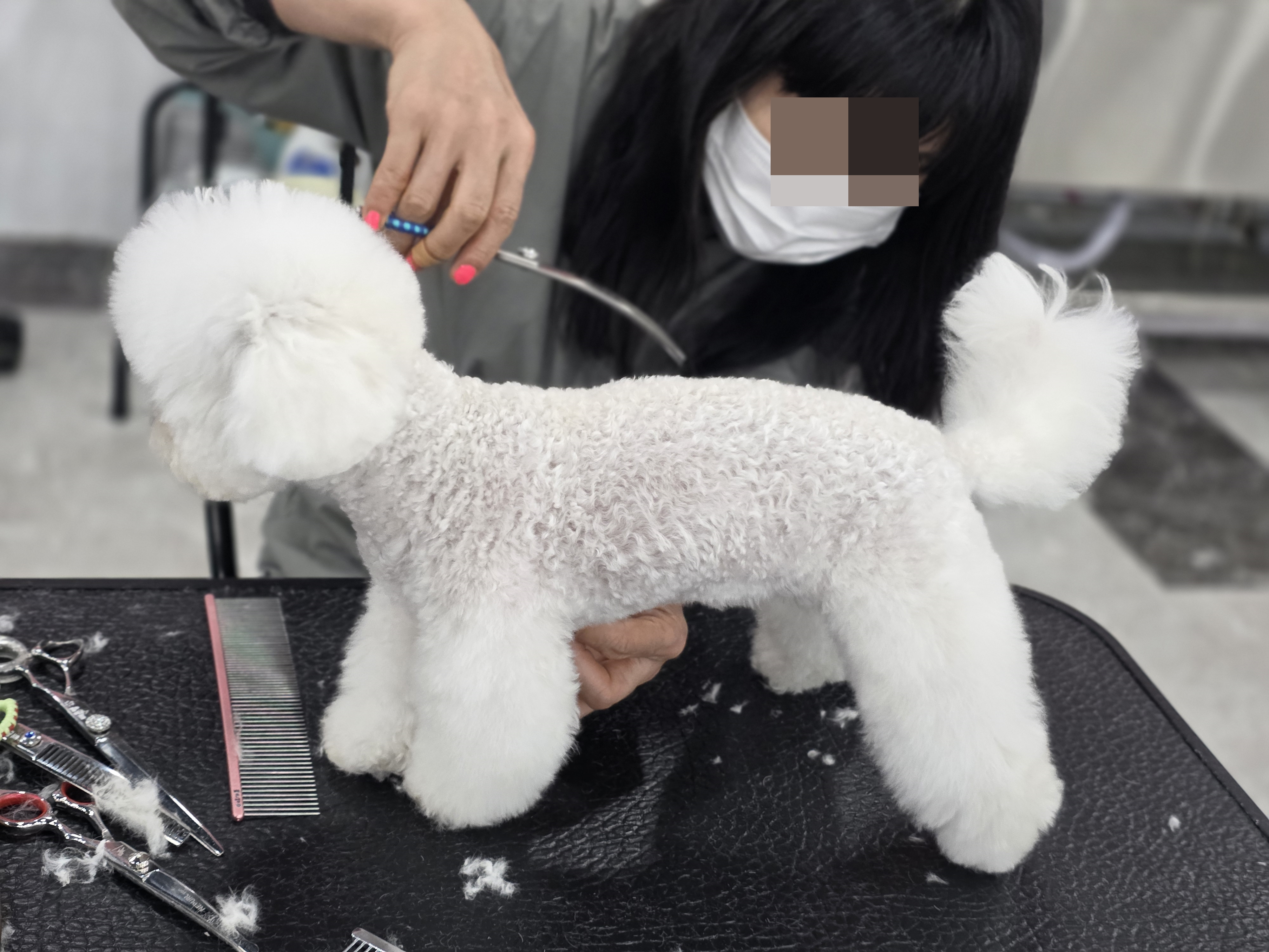 연제애견미용학원