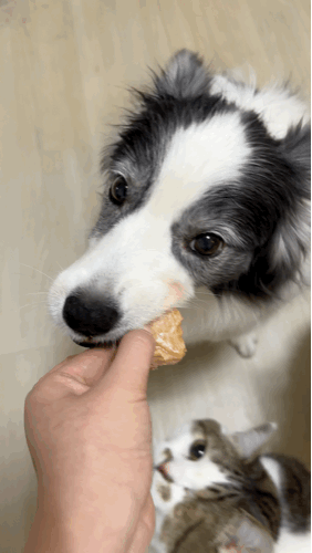 강아지 고양이 원물 간식 추천 동해형씨 레토르트 원물건조 대왕연어
