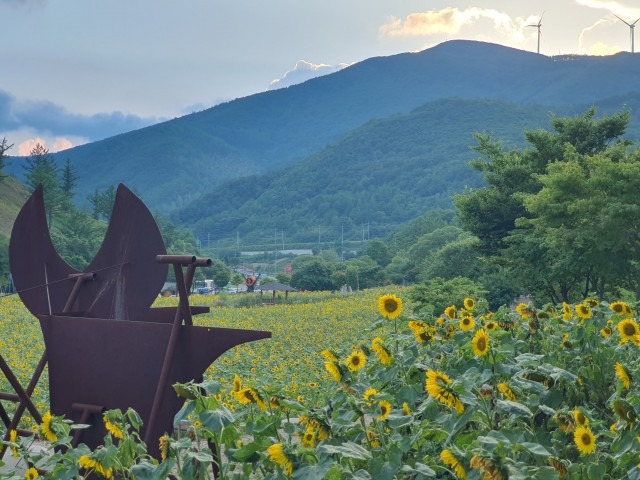 태백 해바라기 축제