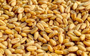 당뇨에 좋은 음식과 나쁜 음식, 건강한 선택 가이드