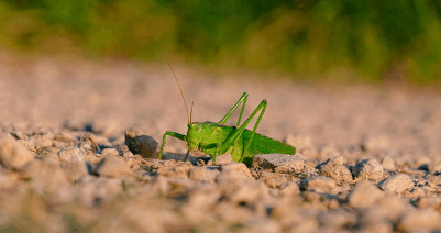 귀뚜라미 퇴치법