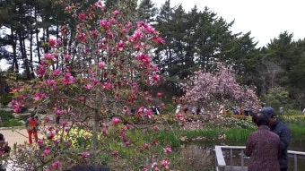 천리포 수목원 목련축제 입장료 여행코스_27