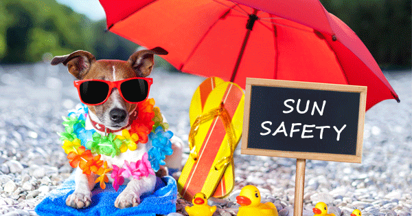 강아지 자외선 차단 방법 이미지