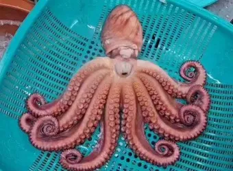 문어 삶는법 문어 요리 레시피_6