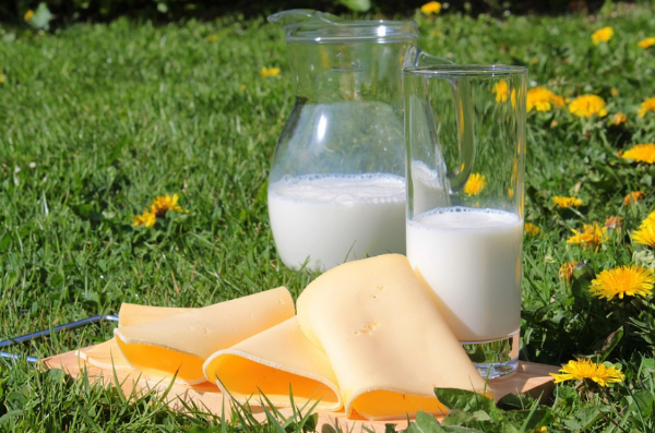임신 중 칼슘 섭취를 위한 우유와 치즈, 야외에서 촬영된 유제품 이미지