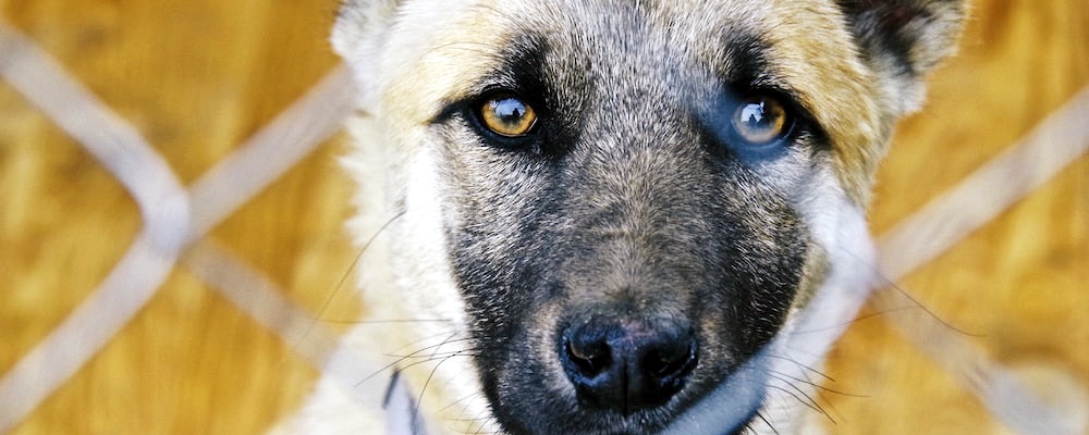 개싸움 말리는 방법 15