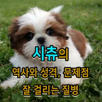 시츄 분양 가격 성격 장단점_4