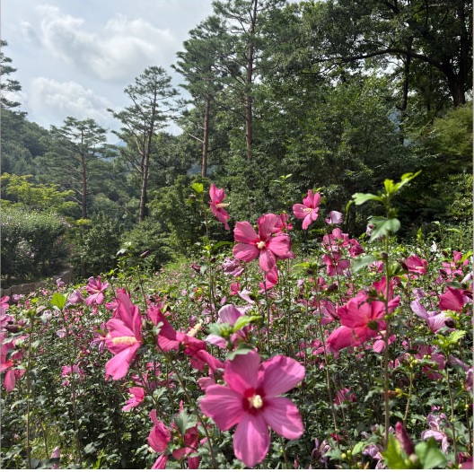 화담숲 가을 단충축제 사전예약 오픈