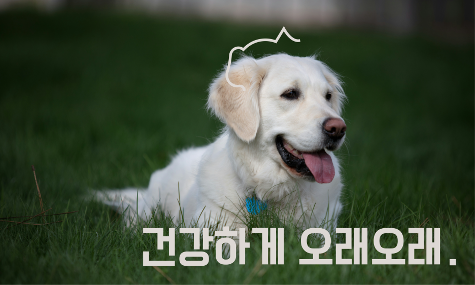 강아지 건강