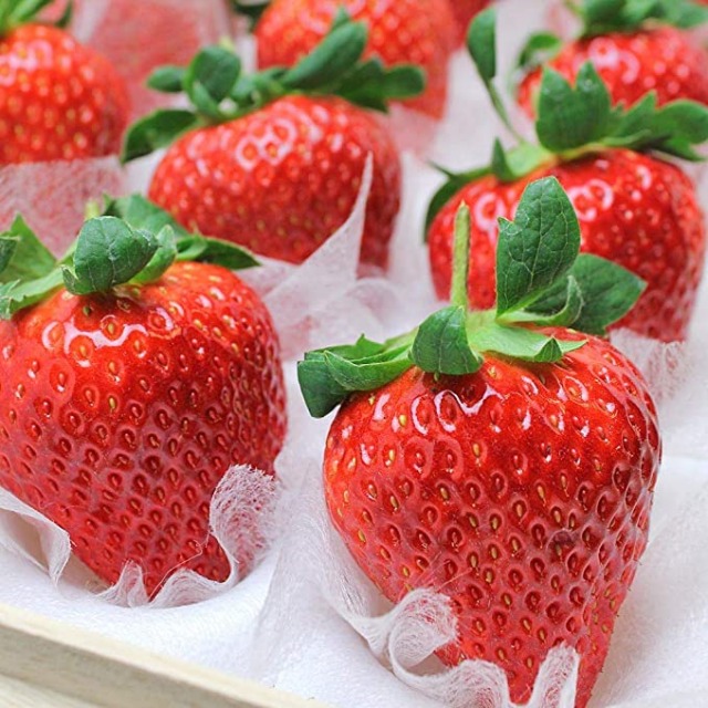 비싼 과일, 셈비키야 딸기, 매일꿀정보