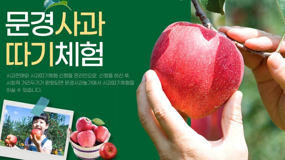 문경 사과 축제 프로그램