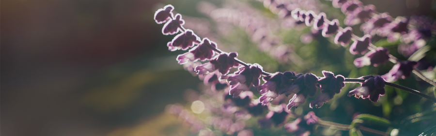 제주허브동산-제주도 서귀포시 표선면 위치, 150여종의 허브, 유럽풍펜션 휴양지, 빛의 축제-별빛놀이