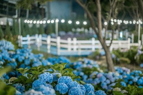 6월 꽃 축제 총정리 ❘ 지역별 꽃 구경 명소와 일정 안내