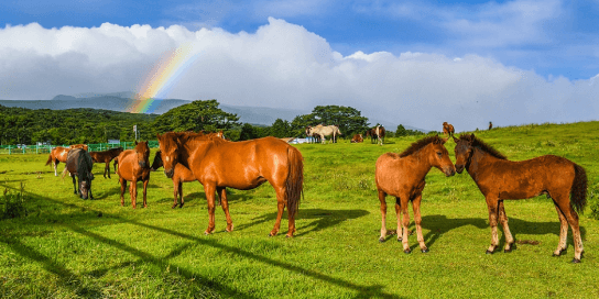 제주도-여행코스-2박3일-마방목지와-516도로