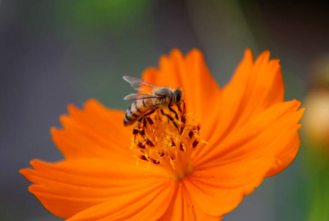 프로폴리스 효능, 부작용, 복용법 총정리 (2024ver)