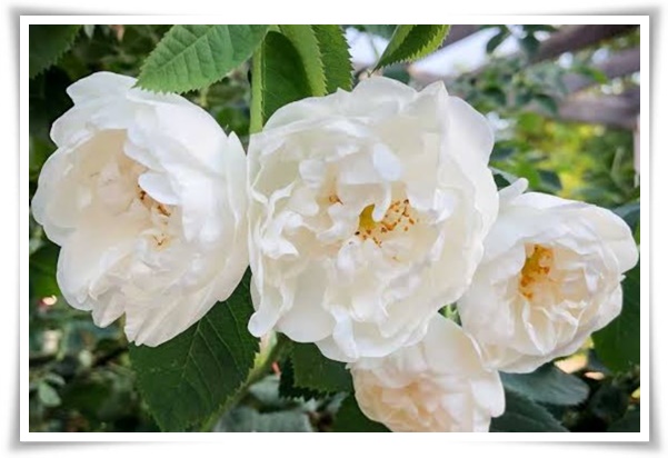 "장미" 천 년의 사랑을 품은 아름다움의 상징 매혹적인 꽃!고