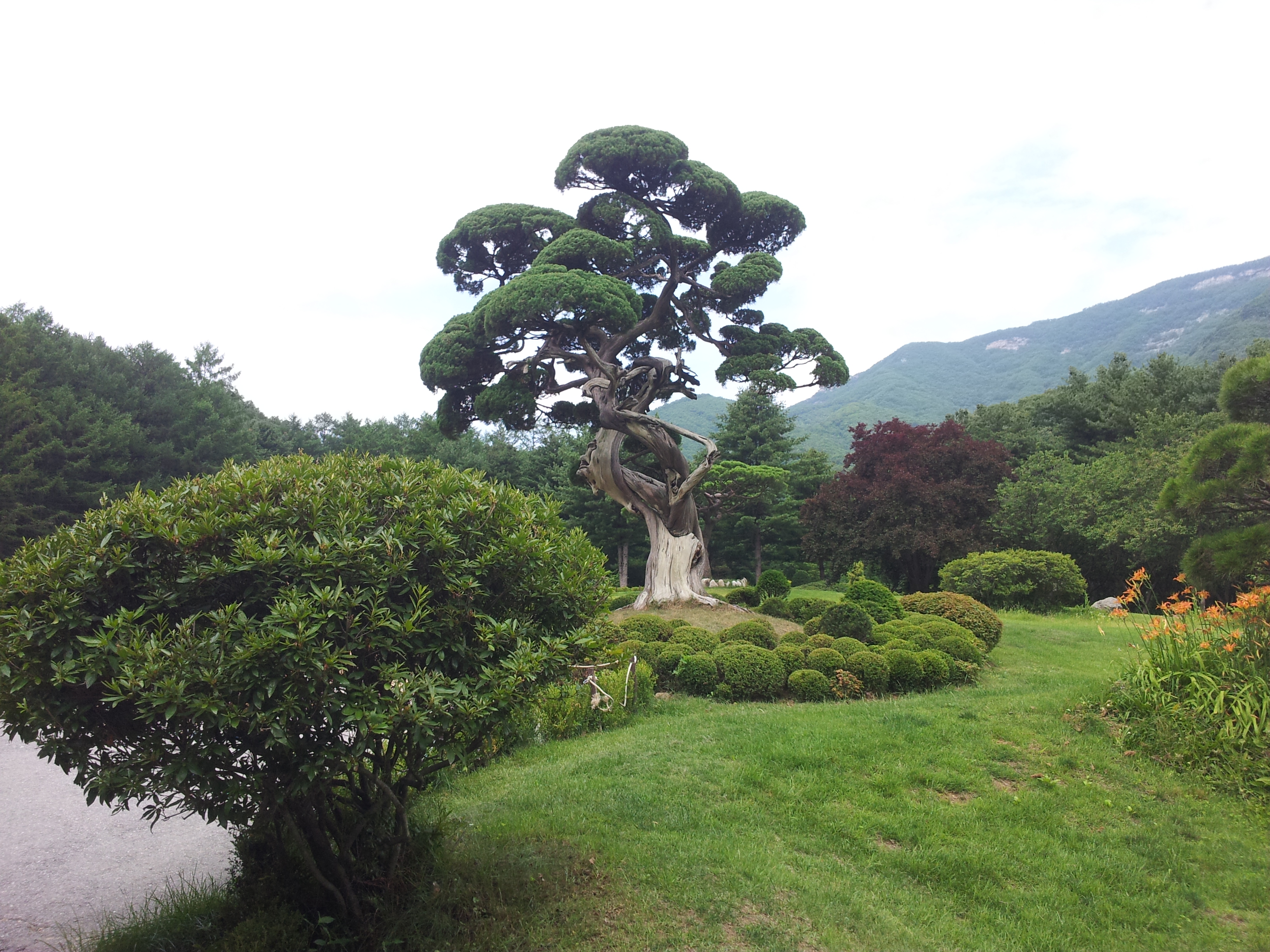 아침고요수목원 사진(2014.7)