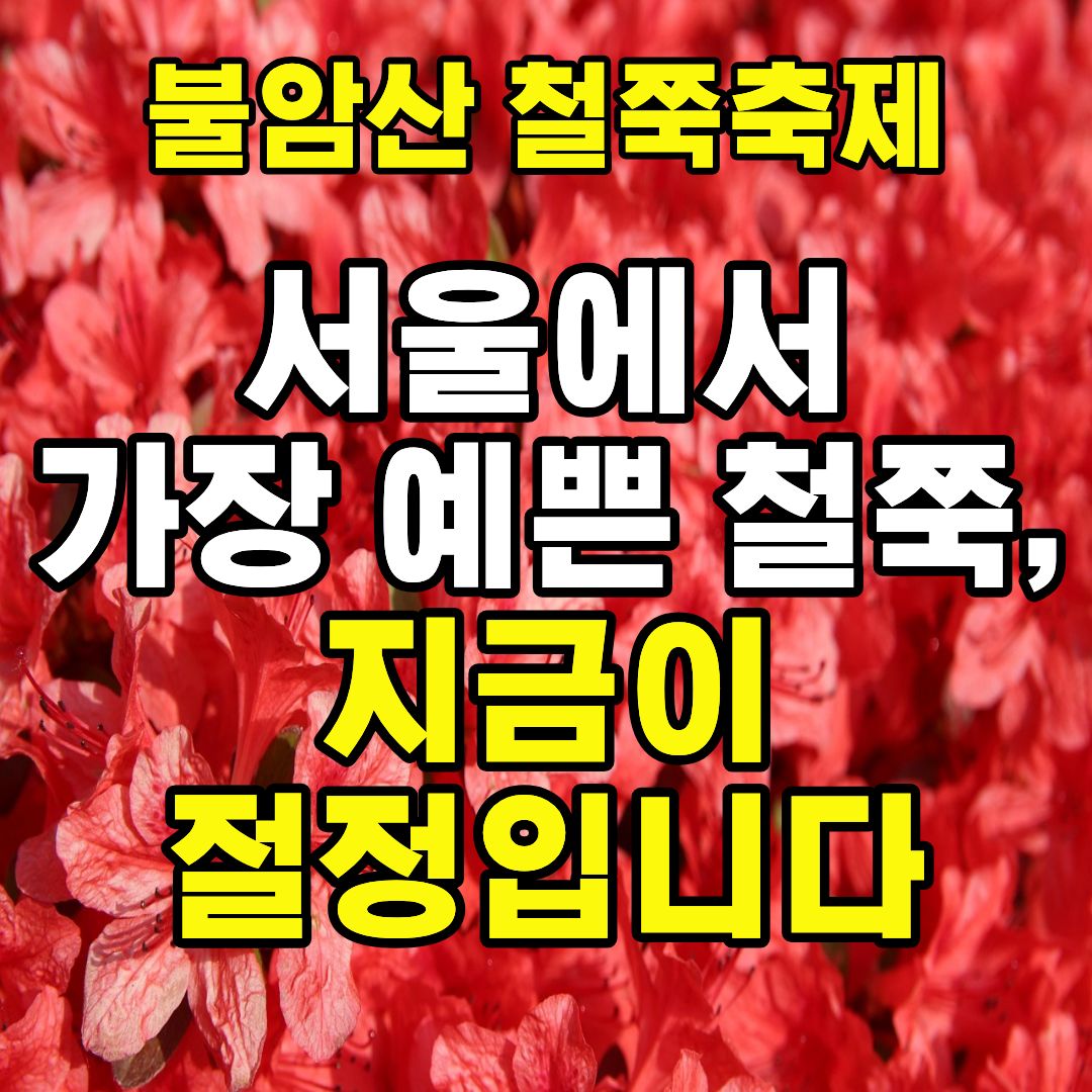 불암산 철쭉 축제 2026 서울 봄꽃 명소