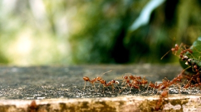 개미 바퀴벌레 박멸