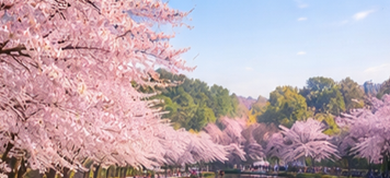 2026 벚꽃 개화시기 서울