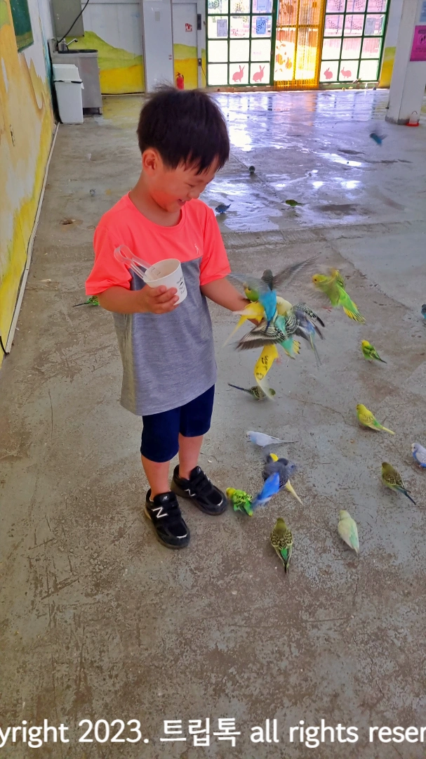 먹이를 보고 아이의 손으로 앵무새가 날아온다