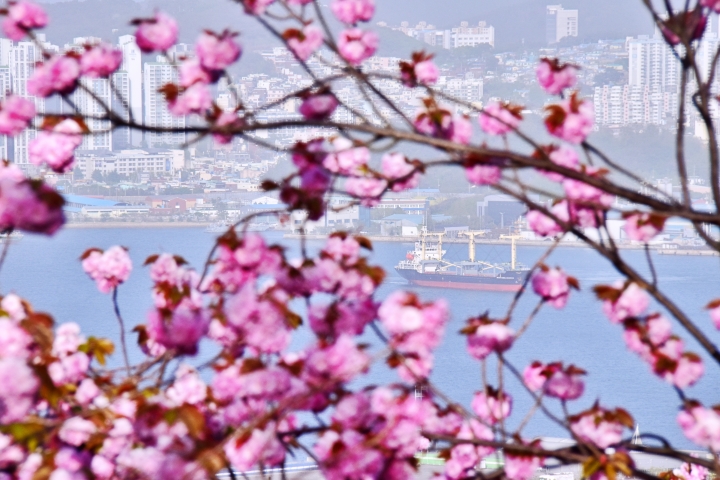부산 민주공원 겹벚꽃